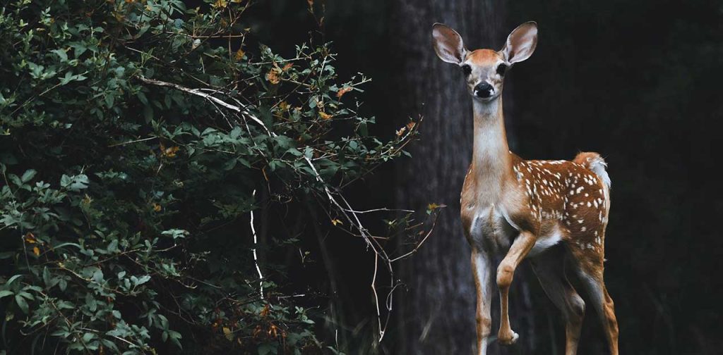 Koshi Tappu Wildlife Reserve Tour