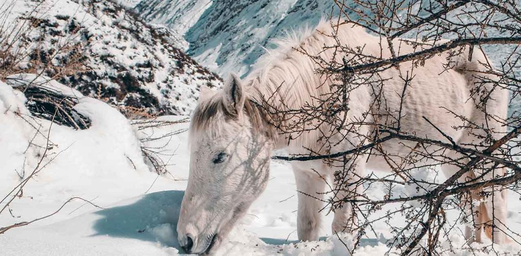 Tamang Heritage and Langtang Valley Trek