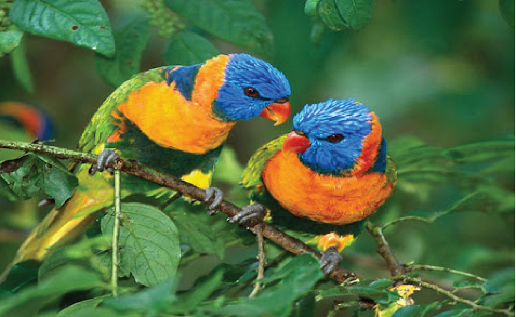 Bird Watching Tour in Nepal