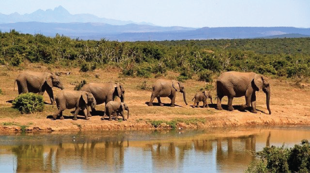 Koshi Tappu Wildlife Reserve